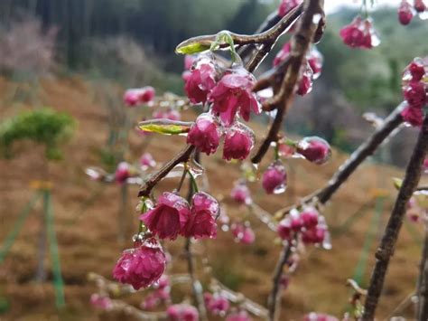 廣州下雪|广州“冻”到挂冰了！后面还会下雪吗？几时回暖？